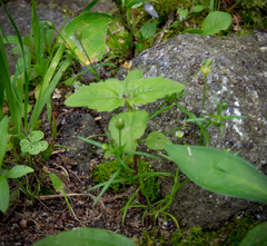 Sagina japonica