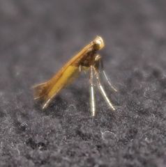 Caloptilia azaleella