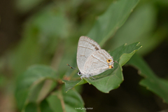 Favonius leechi