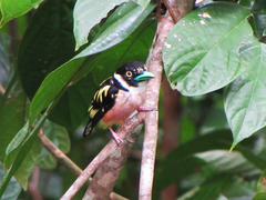 Eurylaimus ochromalus