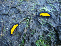 Xanthyris flaveolata