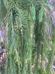 Picea breweriana