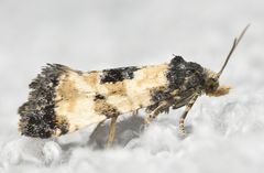 Neocochylis dubitana
