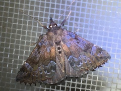 Hypena rivuligera