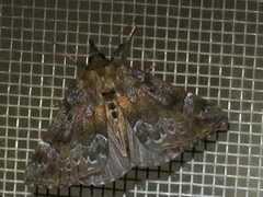 Hypena rivuligera