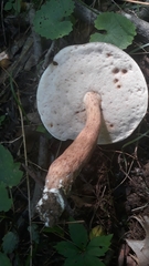 Xanthoconium affine maculosus