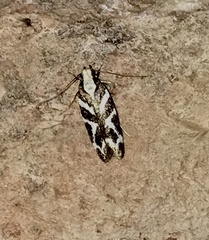 Filatima