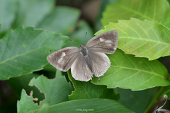 Favonius leechi