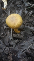 Cantharellus appalachiensis