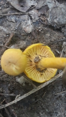 Cantharellus appalachiensis