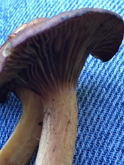 Chroogomphus helveticus