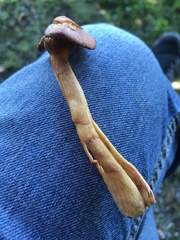 Chroogomphus helveticus