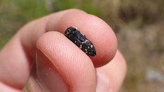 Acmaeoderella flavofasciata flavofasciata