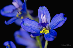 Delphinium malabaricum