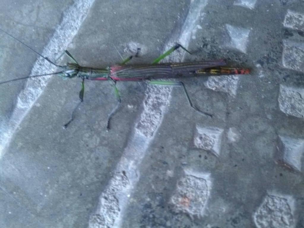 Damasippus alejandria