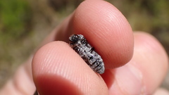 Acmaeoderella flavofasciata flavofasciata