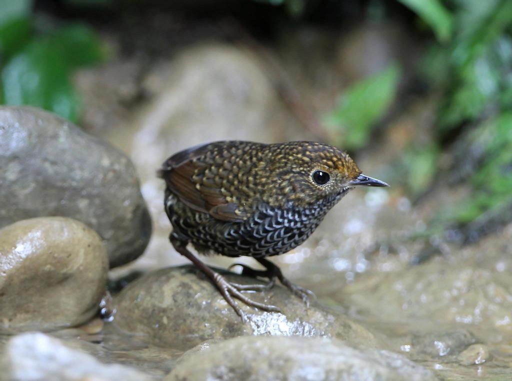 Taiwan Cupwing photo