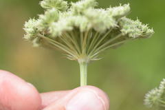 Seseli libanotis