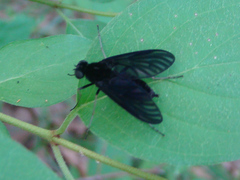 Chrysopilus velutinus