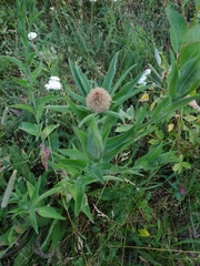 Centaurea phrygia