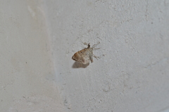 Xanthorhoe spadicearia