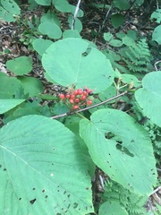 Viburnum lantanoides