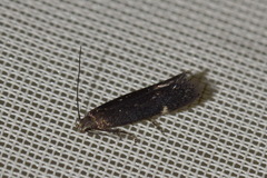 Aproaerema anthyllidella