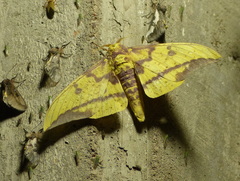 Eacles imperialis