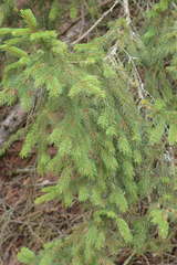 Picea abies abies