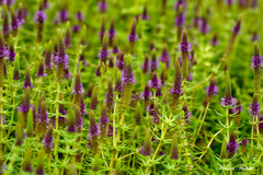 Pogostemon deccanensis