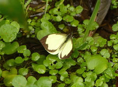 Leptophobia