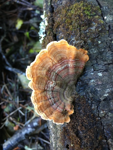 Thelephora versicolor image