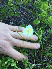 Calochortus subalpinus