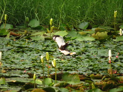 Hydrophasianus chirurgus