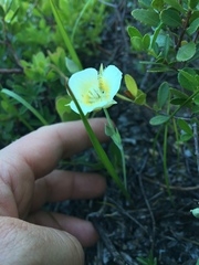 Calochortus subalpinus