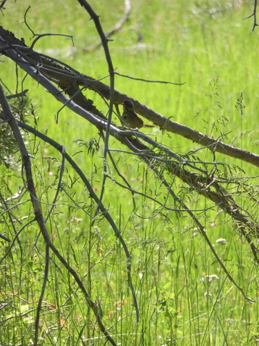 iNaturalist observation photo of Song Sparrow