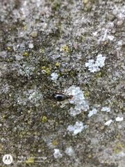 Orthonotus rufifrons