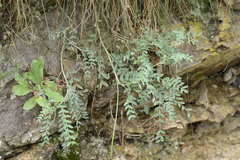 Astragalus onobrychis