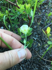 Calochortus subalpinus
