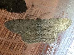 Hypomecis punctinalis conferenda