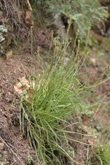 Plantago maritima serpentina