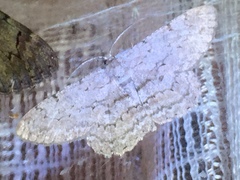 Hypomecis punctinalis conferenda