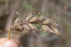 Astragalus onobrychis