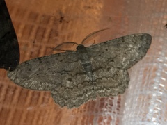 Hypomecis punctinalis conferenda