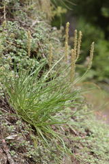 Plantago maritima serpentina