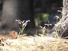 Penstemon gracilentus