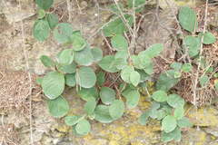 Cotoneaster tomentosus