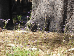 Penstemon gracilentus