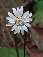 Gerbera cordata
