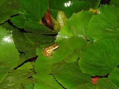 Pelophylax fukienensis